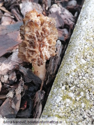 Morchella esculenta