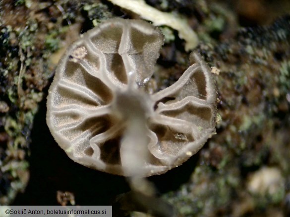 Entoloma rhodocylix