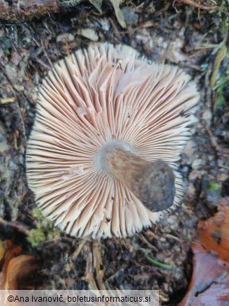 Pluteus umbrosus