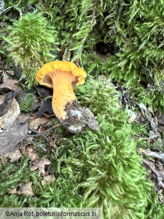 Cantharellus friesii