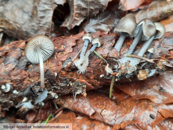 Mycena plumipes