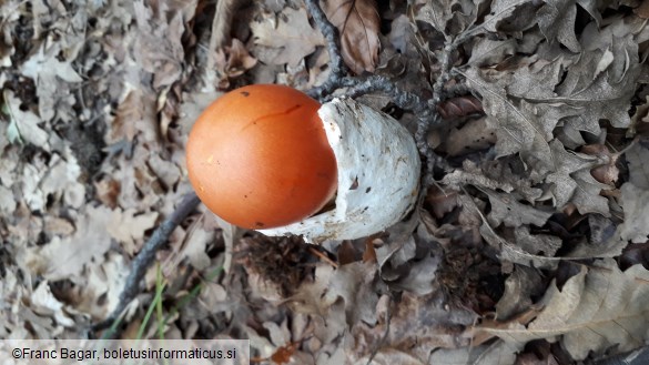 Amanita caesarea