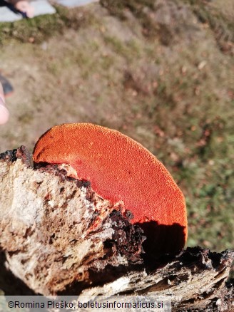 Pycnoporus cinnabarinus