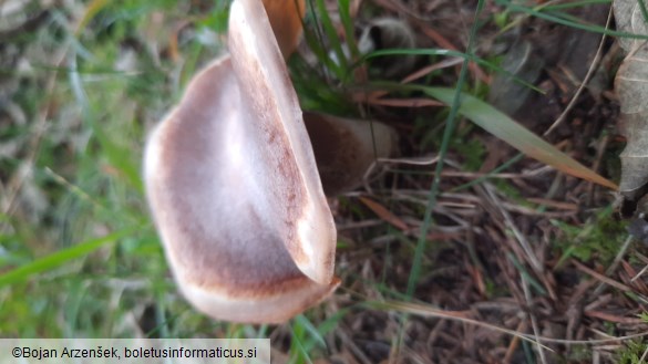 Leucopaxillus mirabilis