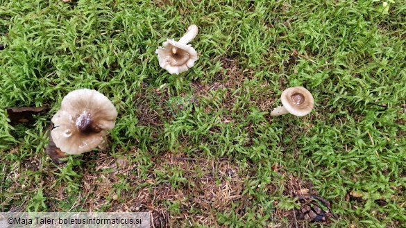 Hygrophorus olivaceoalbus