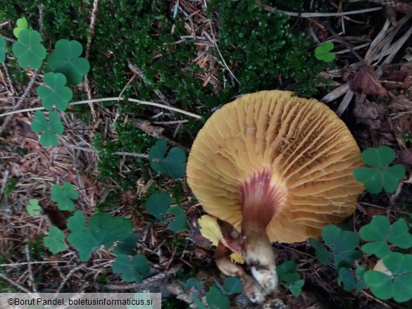 Phylloporus rhodoxanthus