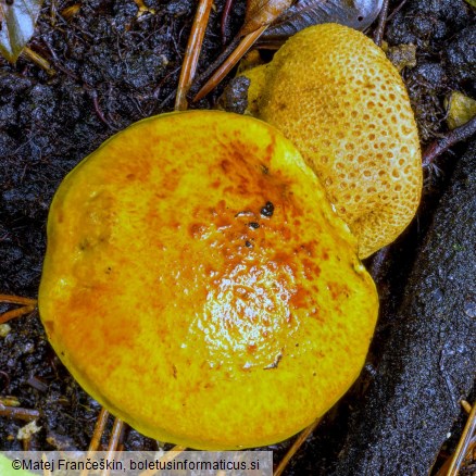 Pseudoboletus parasiticus