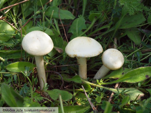 Agrocybe dura