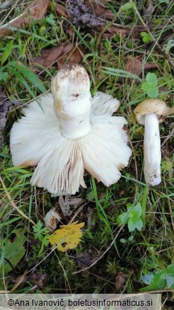 Russula foetens