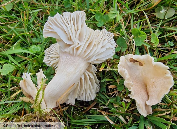 Cuphophyllus pratensis