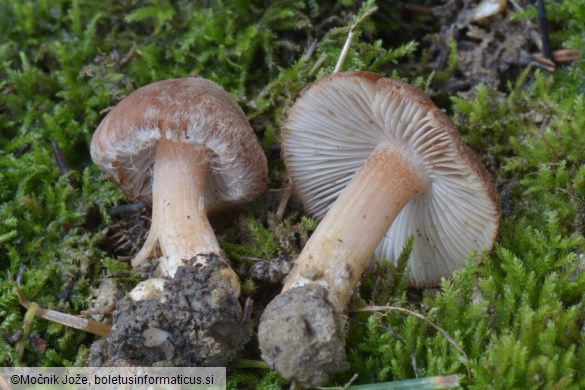 Inocybe nitidiuscula