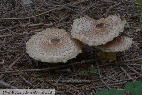 Lepiota magnispora