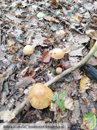 Cortinarius caperatus