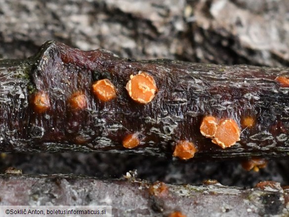 Pezicula ocellata