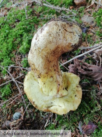 Butyriboletus appendiculatus