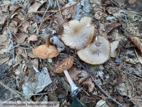 Melanoleuca cognata