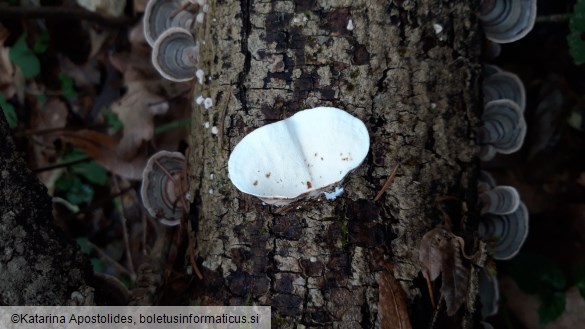 Trametes versicolor