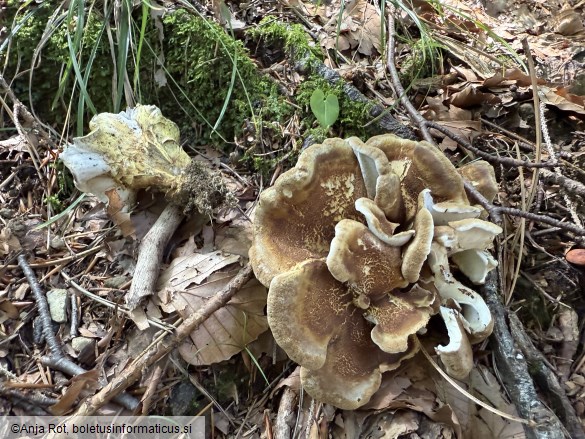 Laeticutis cristata