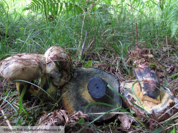 Cyanoboletus pulverulentus