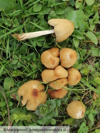 Coprinellus micaceus