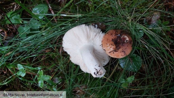 Russula mustelina