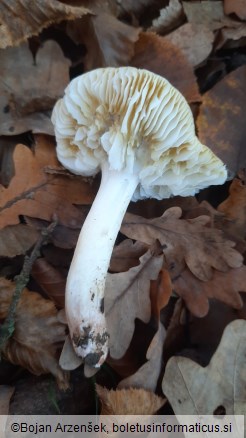 Tricholoma viridilutescens