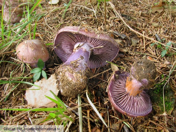 Cortinarius purpurascens