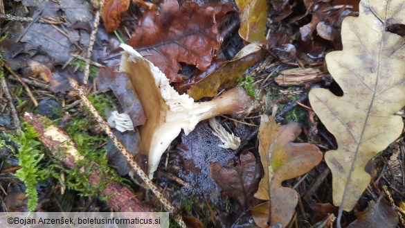 Ampulloclitocybe clavipes