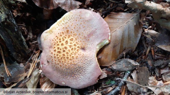 Tricholomopsis rutilans