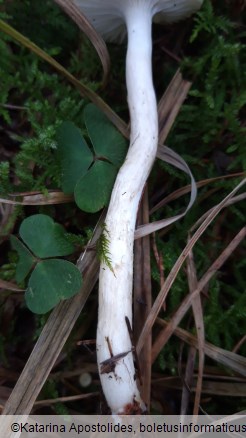 Hygrophorus hypothejus