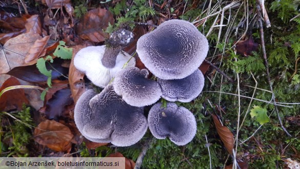 Tricholoma squarrulosum