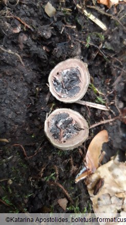 Elaphomyces granulatus