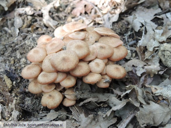 Desarmillaria tabescens