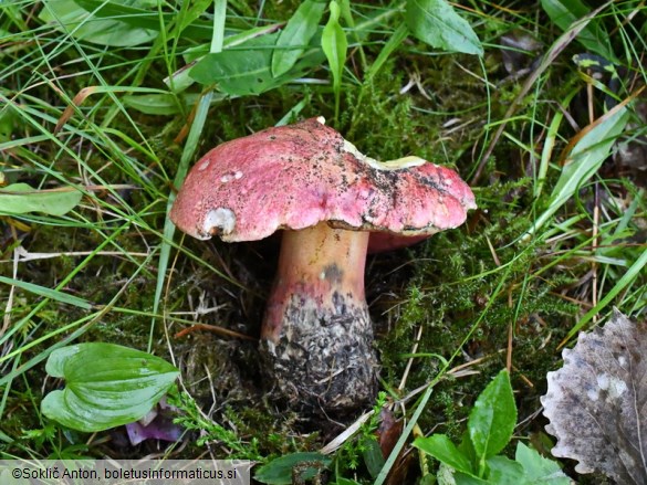 Rubroboletus rubrosanguineus