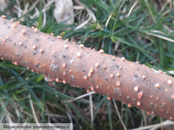 Nectria cinnabarina