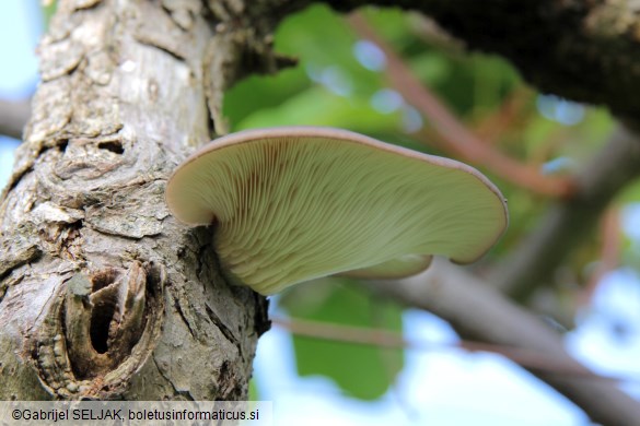 Pleurotus ostreatus