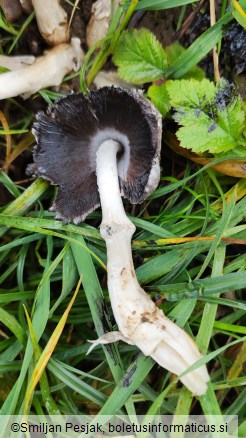 Coprinopsis atramentaria