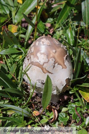 Amanita nivalis