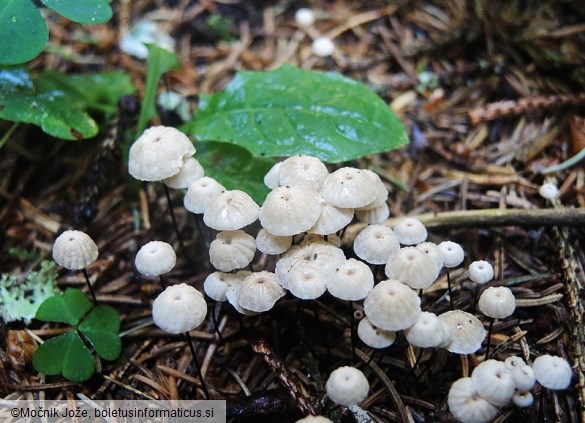 Marasmius wettsteinii