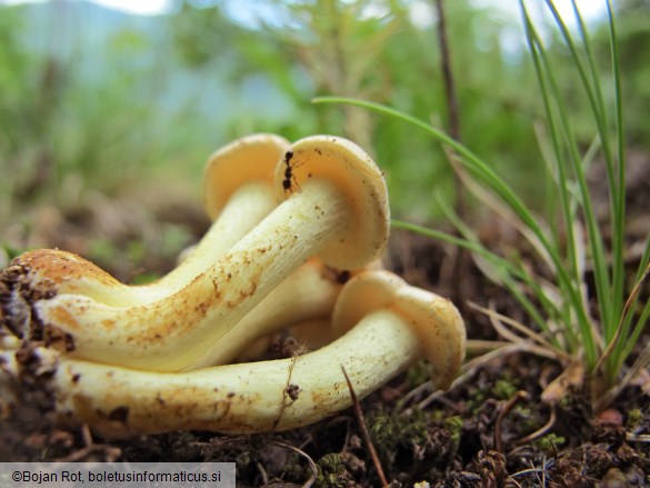 Hypholoma fasciculare