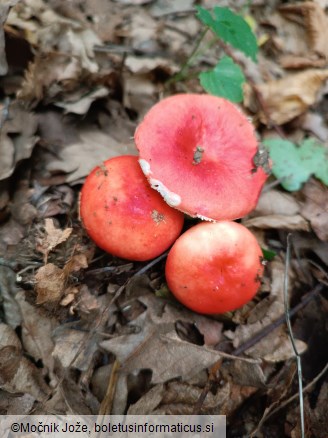 Russula nobilis