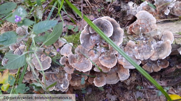 Trametes versicolor