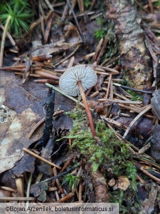 Mycetinis scorodonius