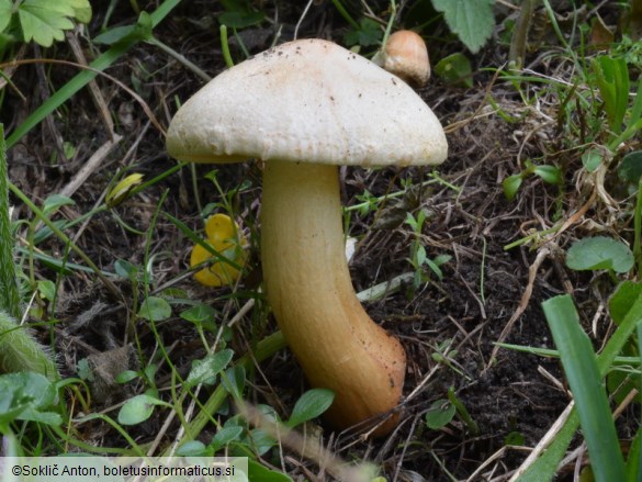 Tricholoma psammopus