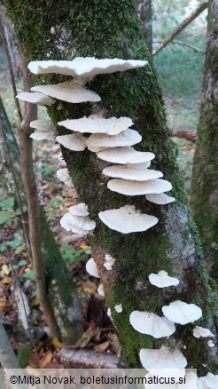 Trametes pubescens