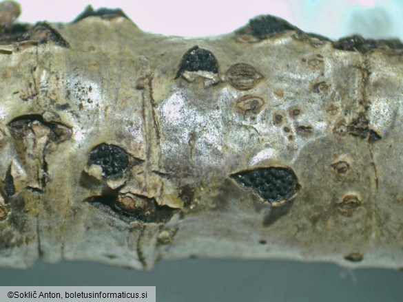 Diaporthe impulsa