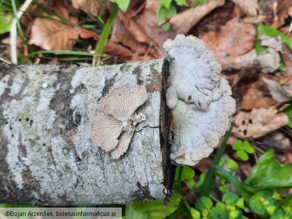 Schizophyllum commune