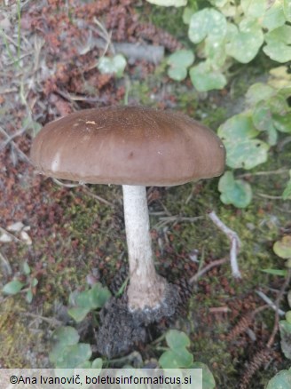 Pluteus cervinus