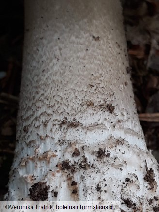 Amanita excelsa