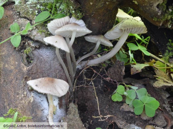 Mycena niveipes